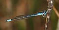 * Nomination Male Africallagma sapphirinum, Sapphire Bluet; Highmoor Nature Reserve, KwaZulu-Natal. OdonataMAP record 11927 --Alandmanson 11:57, 16 November 2016 (UTC) * Promotion Good quality. --Zcebeci 14:38, 16 November 2016 (UTC)