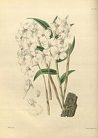 plate 102 Dendrobium barbatulum