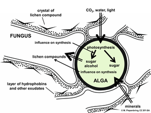 Lichen: Étymologie, Historique, Symbioses