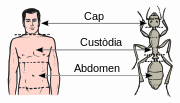 Миниатюра для Файл:Abdomen-head-thorax-oc.svg