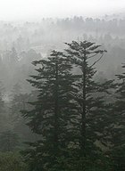 Living Abies, or fir trees Abies fabri in mist.jpg