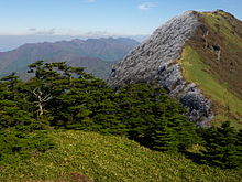 Habitus im Habitat von Abies veitchii var. sikokiana