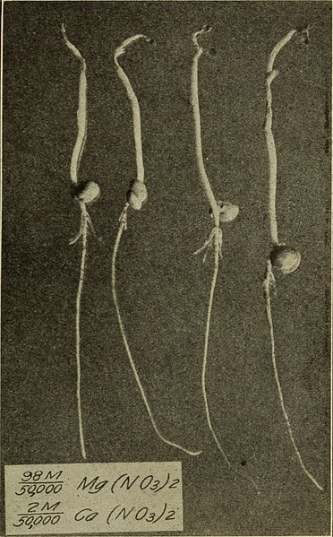 File:Absorption and excretion of salts by roots, as influenced by concentration and composition of culture solutions (1912) (16562039847).jpg
