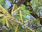 Acacia catechu flowers Townsville 3672.JPG