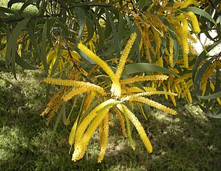 <i>Acacia crassa</i> Species of legume