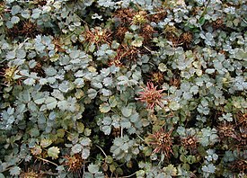 Siniakeena (Acaena buchananii)