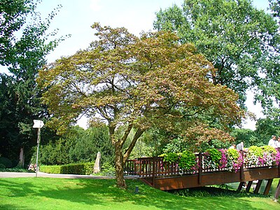 Acer palmatum Habitus