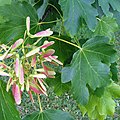 Acer velutinum leaves and samaras Kew.jpg