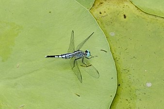 Trumpet Tail Acisoma panorpoides