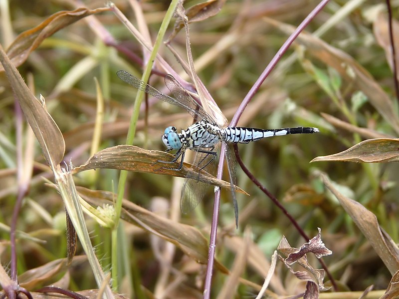 File:Acisoma panorpoides male by kadavoor.JPG