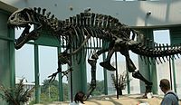 Az Acrocanthosaurus NCSM 14345 jelzésű lelete alapján felállított csontváza az Észak-Karolinai Természettudományi Múzeumban.