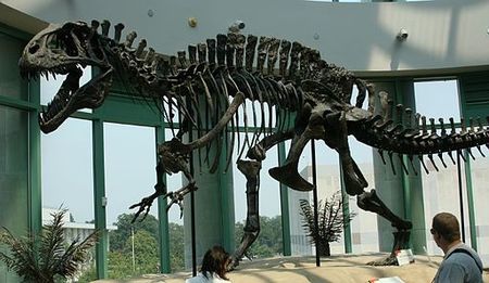 Remains of an Acrocanthosaurus.