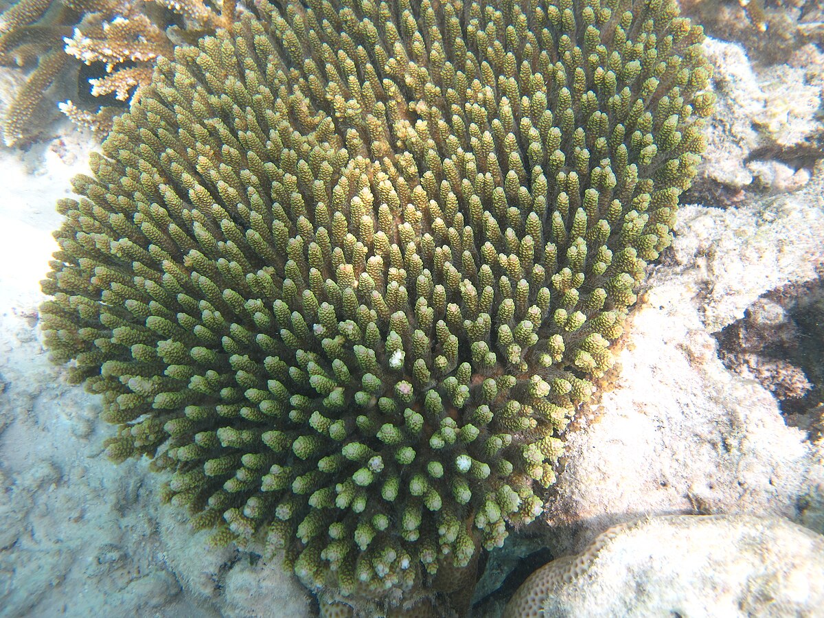 Photos of representative coral fragments from (a) Acropora millepora