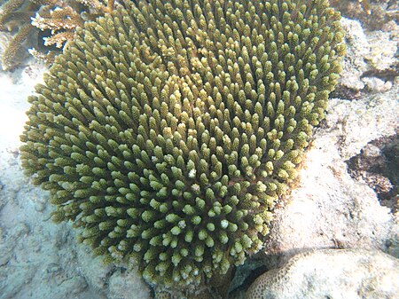 Acropora_millepora