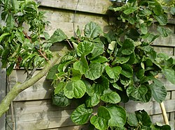 Actinidia deliciosa 13 R.jpg