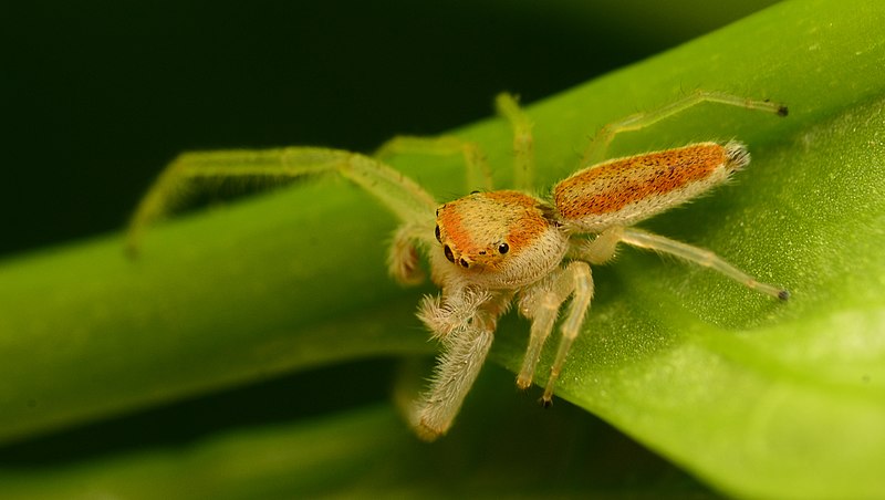 File:Adult male Hentzia mitrata dorsal.jpg