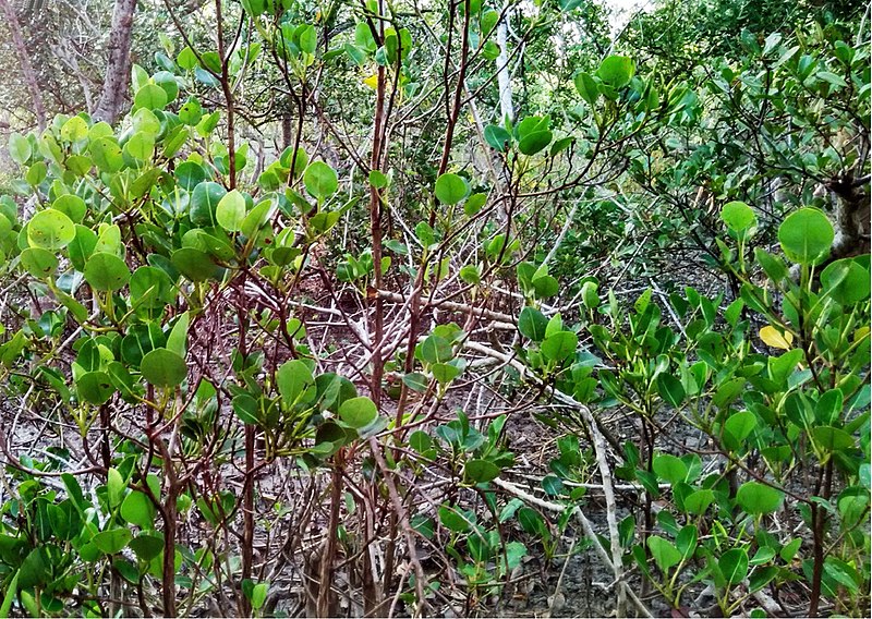 File:Aegialitis rotundifolia 2.jpg