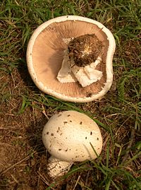 Landsby-champignon (A. macrosporus)