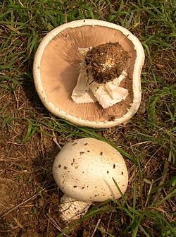 Agaricus campestris