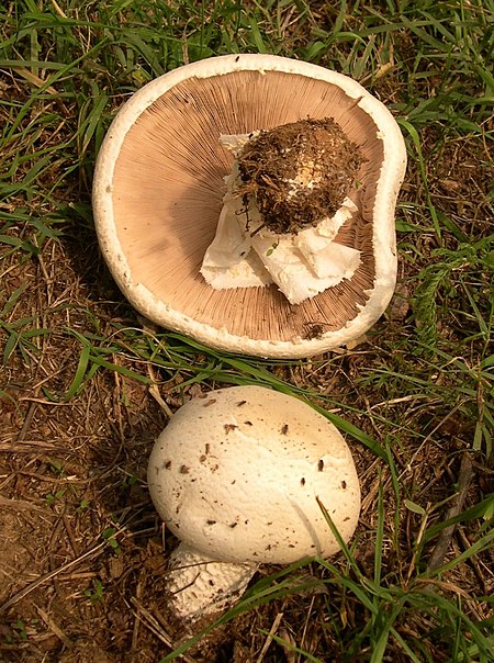 Agaricus macrosporus