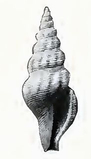<i>Agladrillia benjamini</i> Species of gastropod