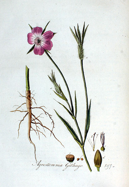 File:Agrostemma githago — Flora Batava — Volume v3.jpg