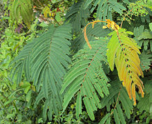 Albizia chinensis leaves.jpg