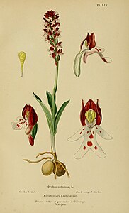 plate 54 Orchis ustulata Neotinea ustulata