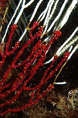 Alcyonium coralloides overgrowing Eunicella singularis Alcyonium coralloides (Pallas, 1766) var. rouge 3.jpg