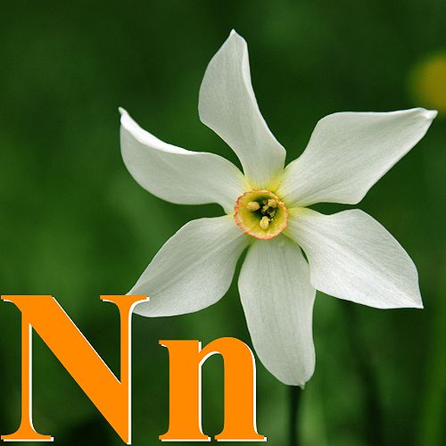 Alfabet roślin - literka N.jpg