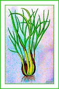 Allium ascalonicum Ypey29.jpg