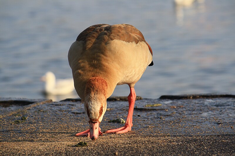 File:Alopochen aegyptiacus - Zürich Zürichhorn IMG 8467.JPG