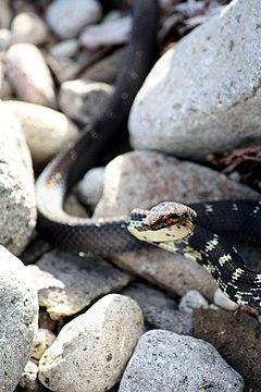 Description de l'image Alsophis antillensis at Rosalie-a07.jpg.