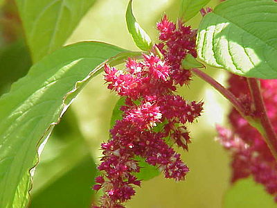 Amaranth (color)