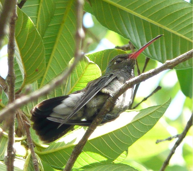 File:Amazilia fimbriata-7.jpg