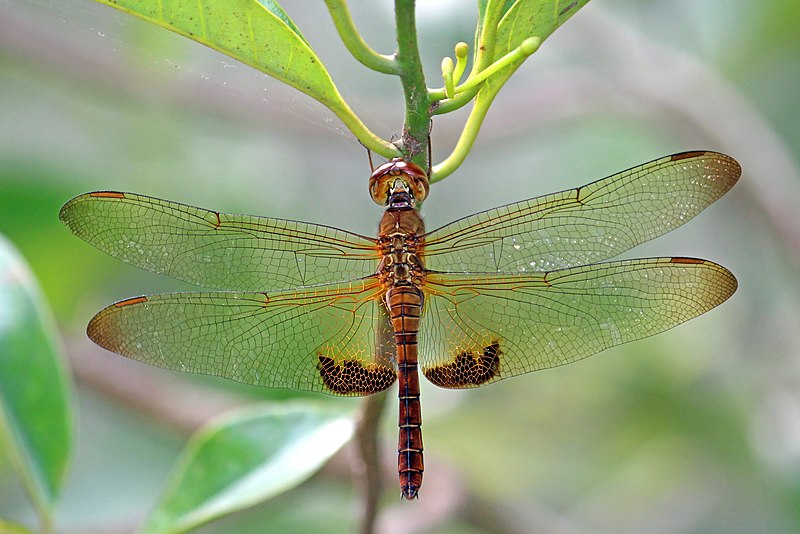 File:Amber-winged Marsh Glider (Hydrobasileus croceus) female.,പാണ്ടൻ പരുന്തൻ. (43412314945).jpg