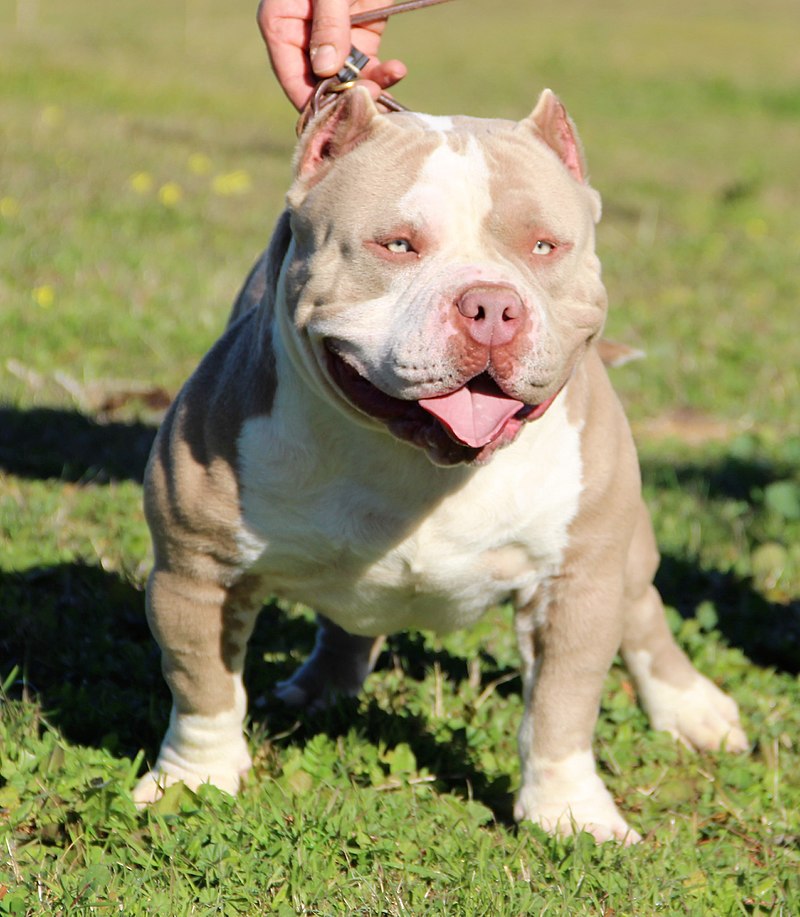 American Bully - Wikipedia