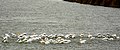 American White Pelicans Cooperative Feeding (36949593530).jpg