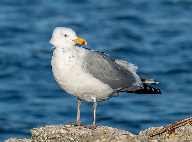 File:American herring gull at Jones Beach (04451).jpg