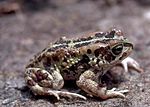 Miniatura para Sclerophrys buchneri