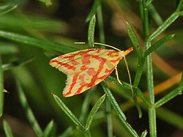 Hypercallia citrinalis