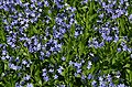 Amsonia 'Blue Ice' Flower Mass.JPG