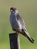 Halcón de Amur, Falco amurensis, macho en Eendracht Road, Suikerbosrand, Gauteng, Sudáfrica (25817217862) .jpg