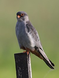 Amur falcon, Falco amurensis, male at Eendracht Road, Suikerbosrand, Gauteng, South Africa (25817217862).jpg