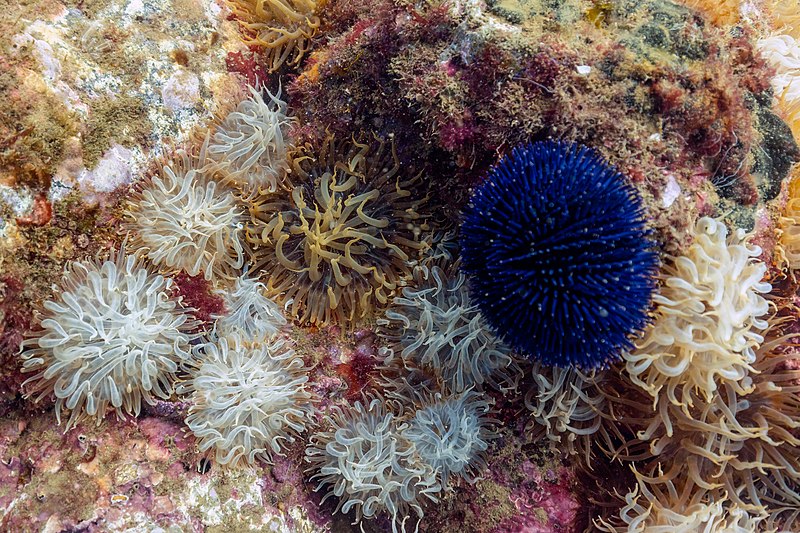 File:Anémonas de mar (Aiptasia couchii), Parque natural de la Arrábida, Portugal, 2021-09-10, DD 63.jpg