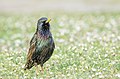 * Nomination An European Starling on the ground, by User:It.deepak --IM3847 08:53, 15 May 2020 (UTC) * Decline  Oppose Insufficient quality. overexposed --Charlesjsharp 11:44, 22 May 2020 (UTC)