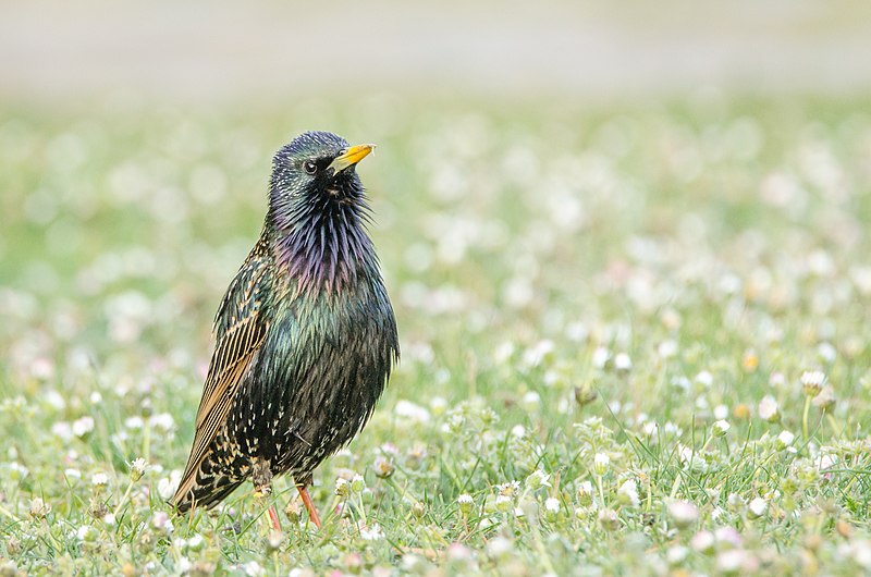 File:An European Starling on the ground.jpg