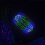 Thumbnail for Cytotaxonomy