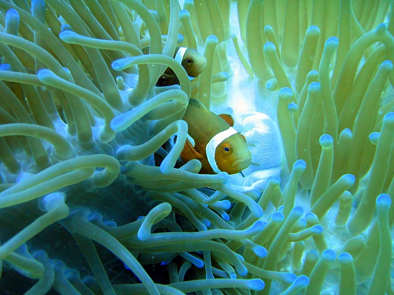 File:Anemone with Anemone fish.jpg