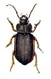 Anisodactylus.signatus .-. Calwer.05.19.jpg